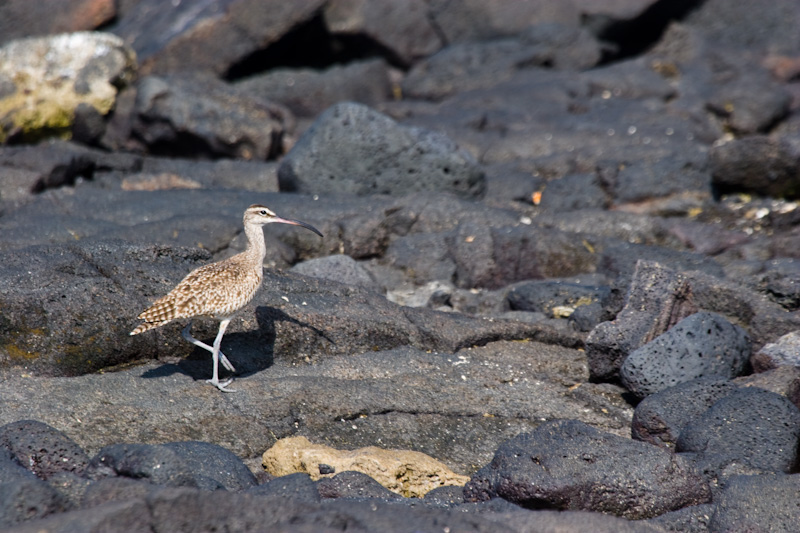 Whimbrel